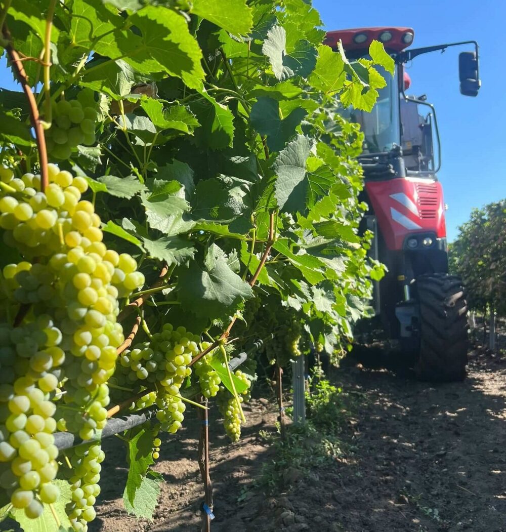 Weingarten mit Lesemaschine im Hintergrund, Weingut Keringer