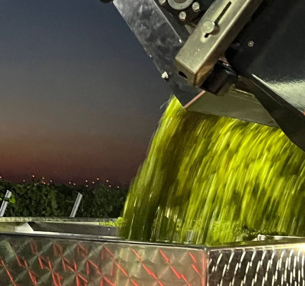 Ableeren der Trauben bei Sonnenuntergang von Lesemaschine auf Lesewaagen, Weingut Keringer