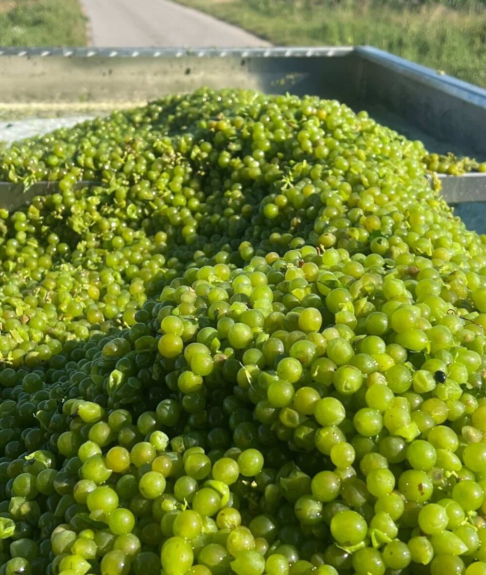 Weißweintrauben auf Lesewaagen, Weingut Keringer
