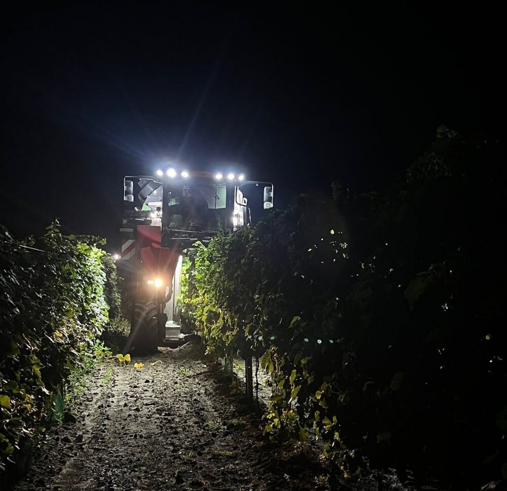 Lesemaschine bei Nacht im Weingarten, Weingut Keringer