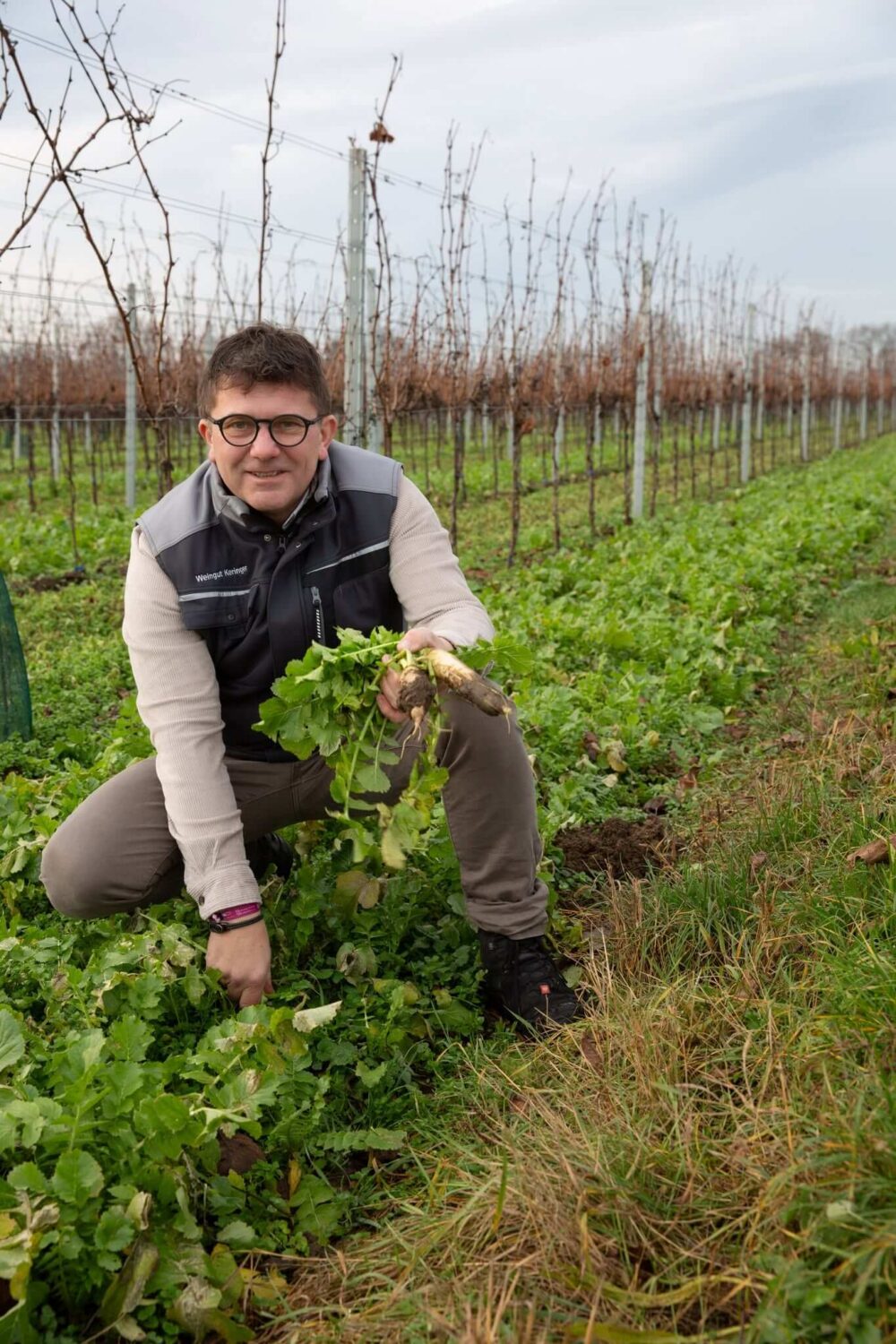 Robert Keringer mit Begrünung (Rettich) in der Hand im Weingarten
